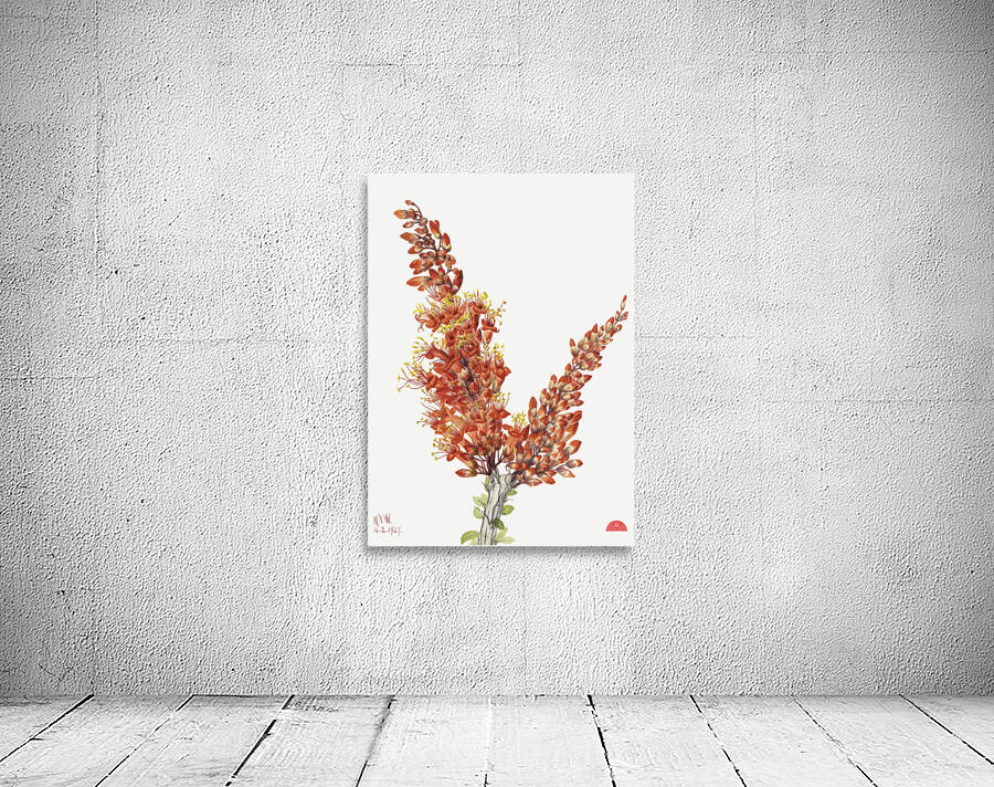 Ocotillo Fouquieria splendens 1927 Wall Preview