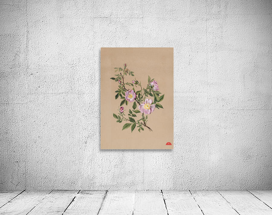 Rose Mallow Hibiscus moscheutos 1878 Wall Preview