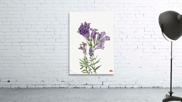 Rose Mallow Hibiscus moscheutos 1878 Wall Preview