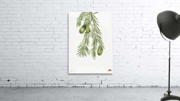 California Nutmeg Tumion californicum 1929 Wall Preview