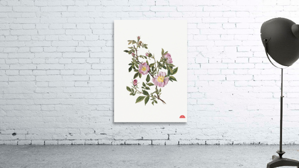 Rose Mallow Hibiscus moscheutos 1878 Wall Preview