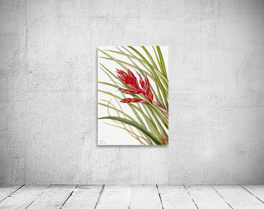 Quill Leaf Tillandsia Tillandsia fasciculata 1929 Wall Preview