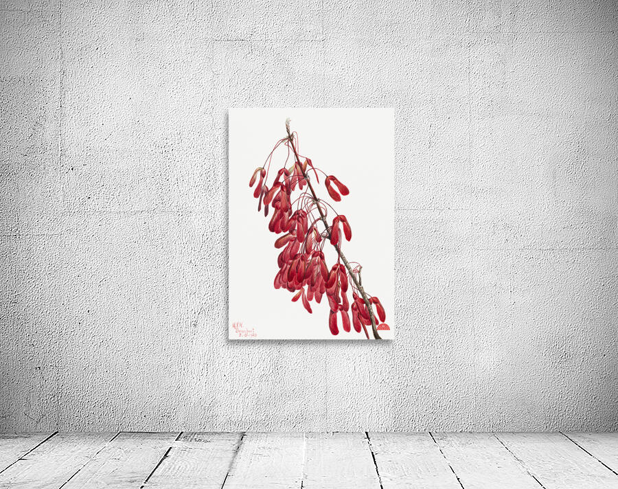 Carolina Maple Acer carolinianum 1923 Wall Preview