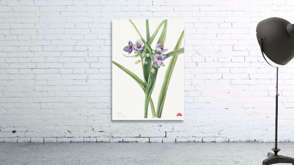 Virginia Spiderwort Tradescantia virginiana 1920 Wall Preview