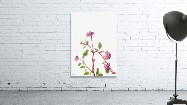 Sand Verbena Abronia umbellata 1936 Wall Preview