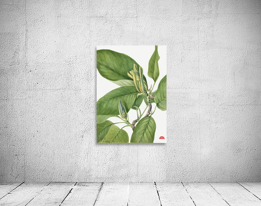Cucumbertree Magnolia acuminata 1922 Wall Preview