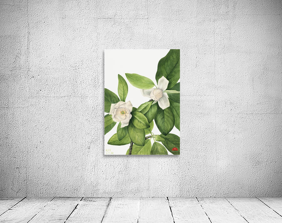 Sweetbay Magnolia virginiana 1927 Wall Preview