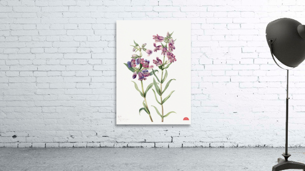 Prairie Pentstemon Pentstemon erianthera 1923 Wall Preview