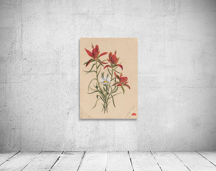 Indian Paintbrush Castilleja rhexifolia 1883 Wall Preview
