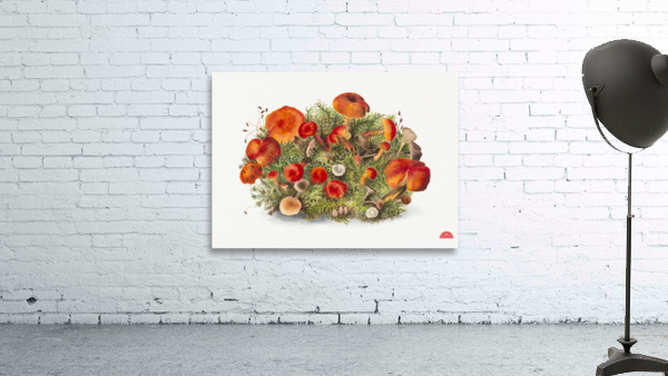 Study of Mushrooms 1880 Wall Preview