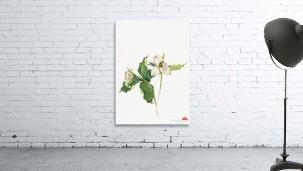 Wake–Robin Trillium grandiflorum 1918 Wall Preview