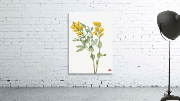 Goldenpea Thermopsis rhombifolia 1923 Wall Preview
