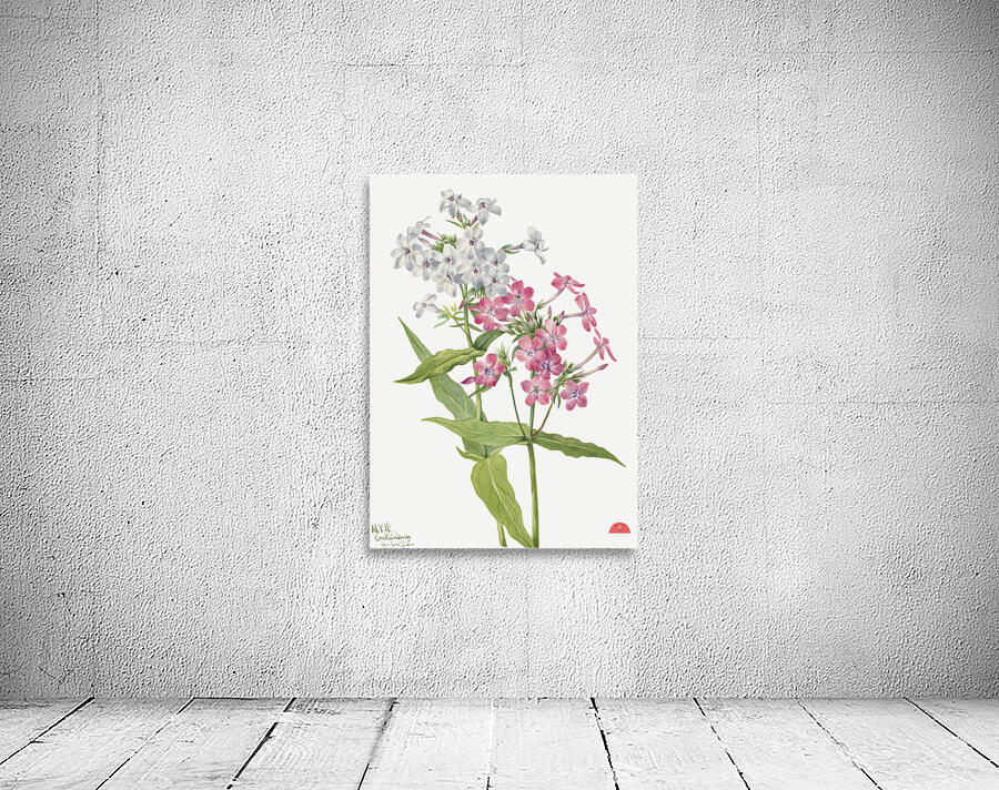 Perennial Phlox Phlox paniculata 1934 Wall Preview