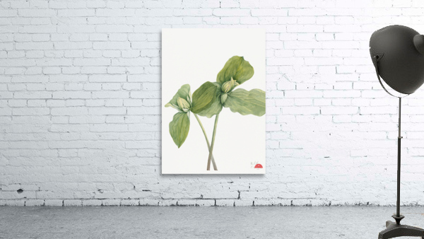 Toad Trillium Trillium sessile 1920 Wall Preview