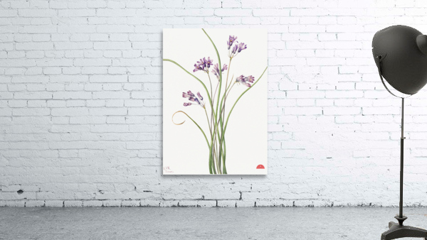 Wild Hyacinth Brodiaea pulchella 1927 Wall Preview