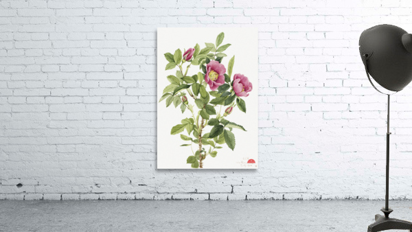 Bourgeau Rose Rosa bourgeauiana 1920 Wall Preview
