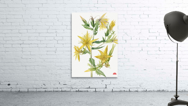 Blazing Star Mentzelia laevicaulis 1930 Wall Preview