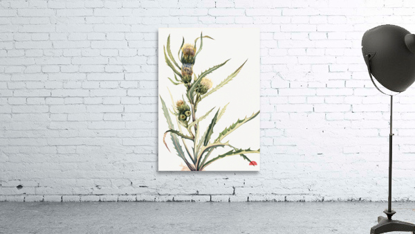 White Thistle Cirsium hookeranum Wall Preview