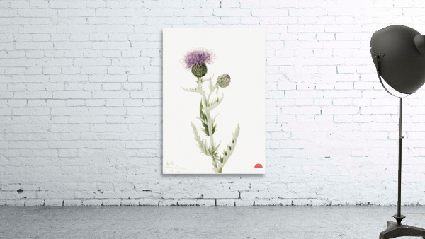 Prairie Thistle Cirsium undulatum 1923 Wall Preview