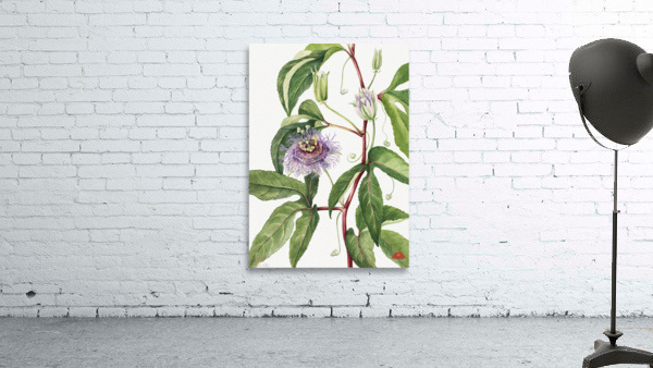 Maypop Passiflora incarnata 1926 Wall Preview