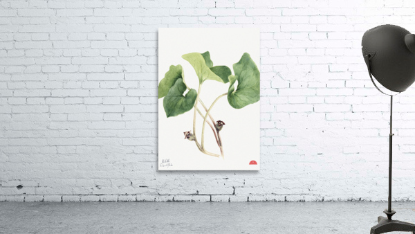 Maypop Passiflora incarnata 1926 Wall Preview