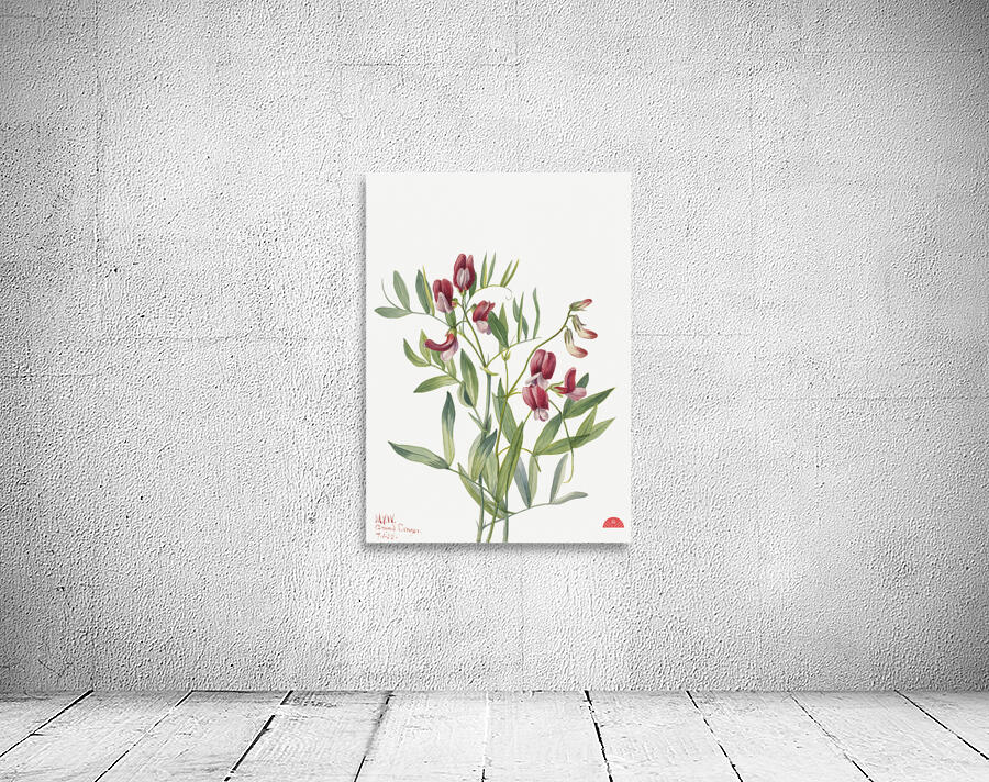 Wild Pea Lathyrus decaphyllus 1938 Wall Preview