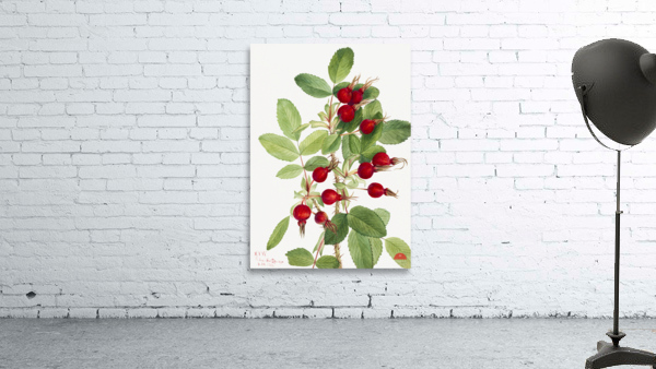 Bourgeau Rose Rosa bourgeauiana 1920 Wall Preview