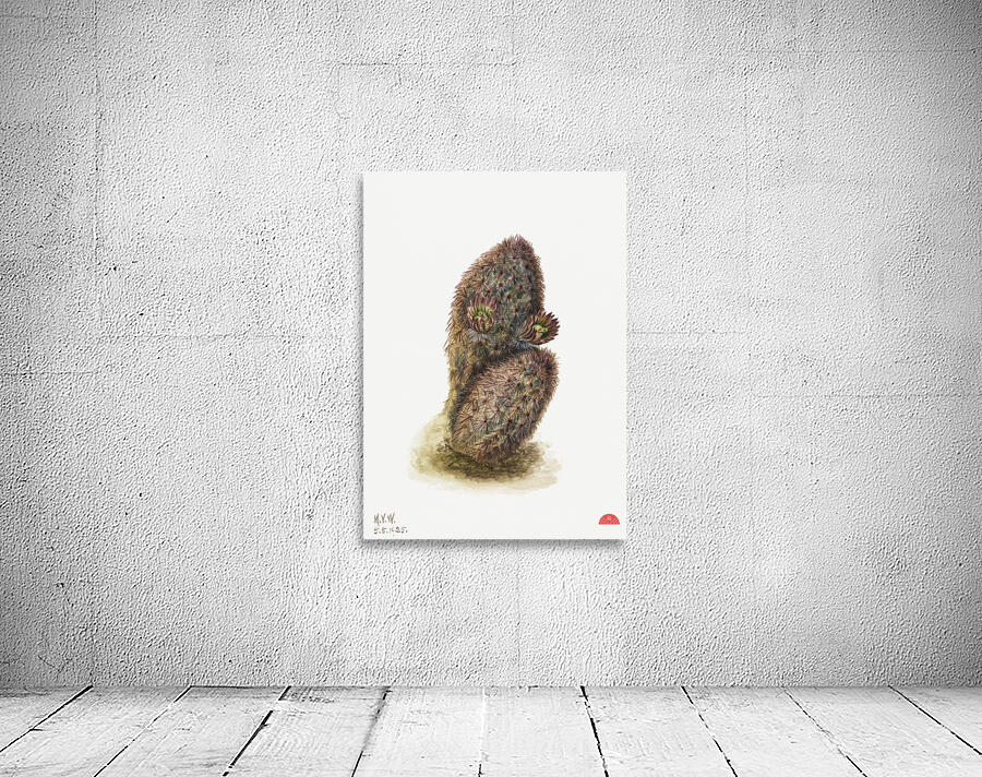 Green Strawberry Cactus Echinocereus viridiflorus 1925 Wall Preview