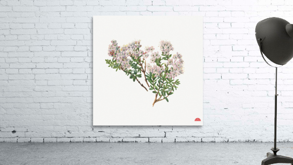 Sand Myrtle Leiophyllum lyoni 1930  Wall Preview