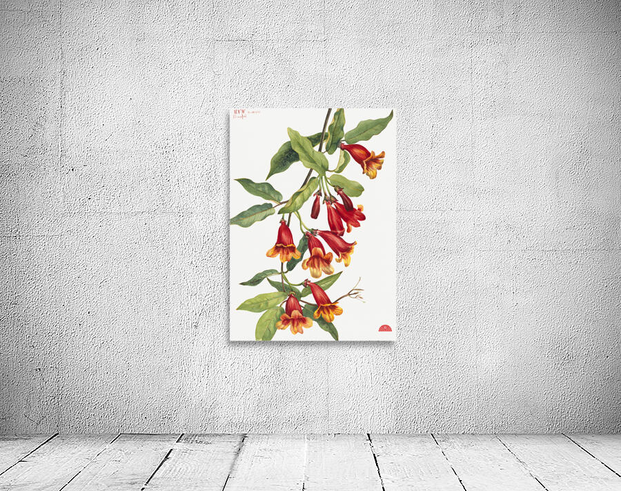 Crossvine Anisostichus capreolatus 1925 Wall Preview