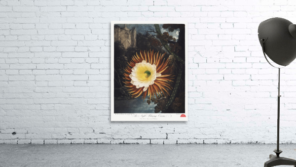 The Night–Blowing Cereus Wall Preview