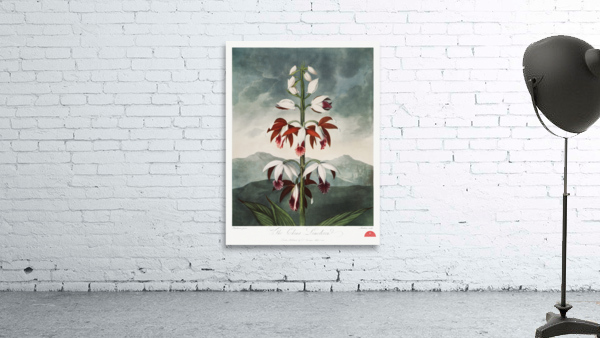 The Chinese Limodoron Wall Preview