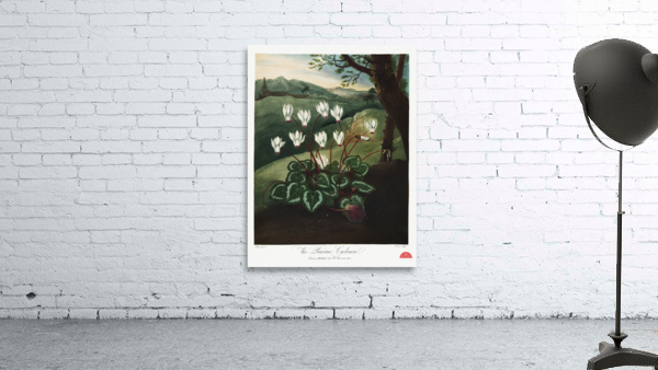 The Persian Cyclamen  Wall Preview