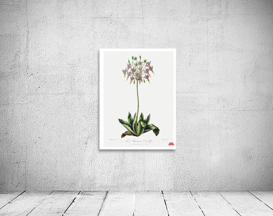 The American Cowslip Wall Preview