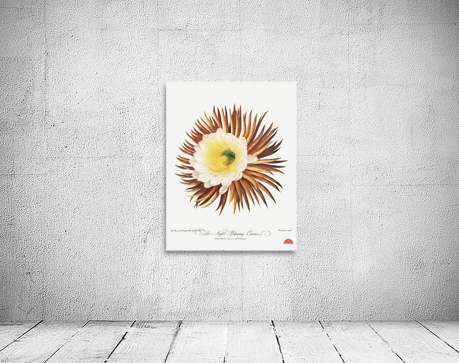 The Night–Blowing Cereus Wall Preview