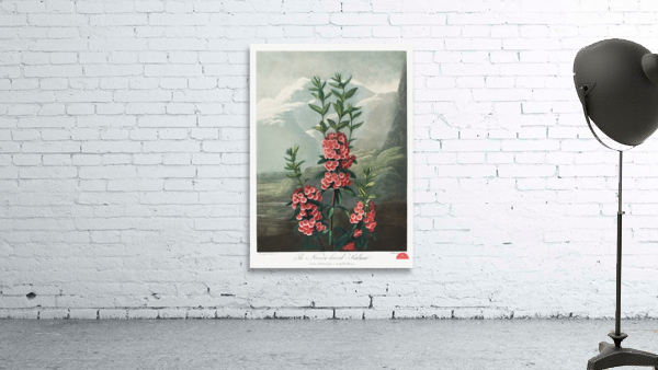 The Narrow–Leaved Kalmia Wall Preview