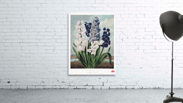 The Narrow–Leaved Kalmia Wall Preview