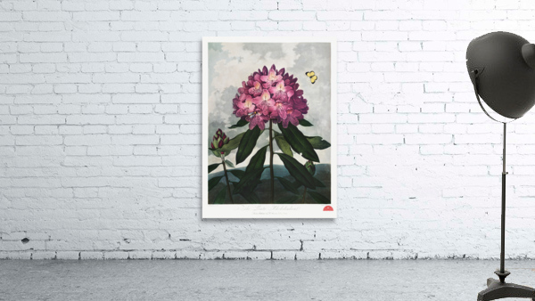 The Pontic Rhododendron Wall Preview