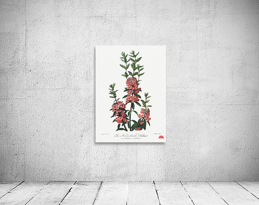 The Narrow–Leaved Kalmia Wall Preview