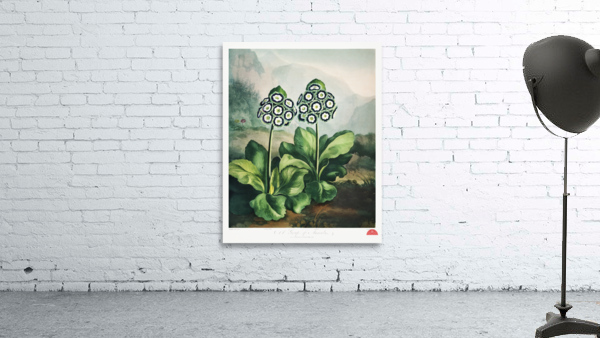 A Group of Auriculas Wall Preview
