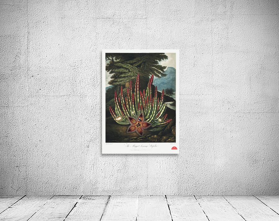 The Maggot–Bearing Stapelia Wall Preview