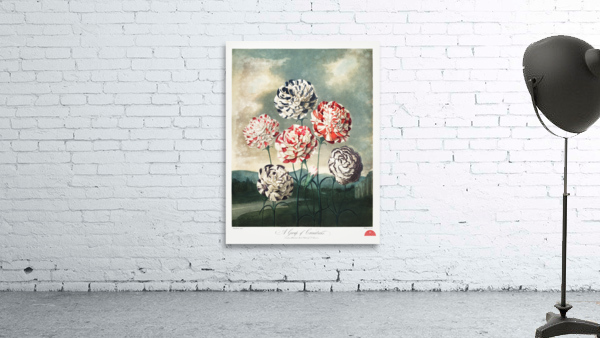 A Group of Carnations Wall Preview