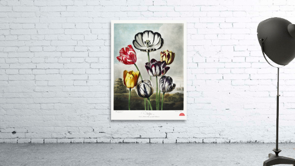 Tulips  Wall Preview