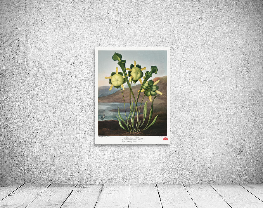 Pitcher Plant  Wall Preview