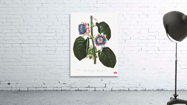 The Quadrangular Passion Flower  Wall Preview