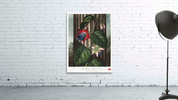 The Winged Passion-Flower Wall Preview