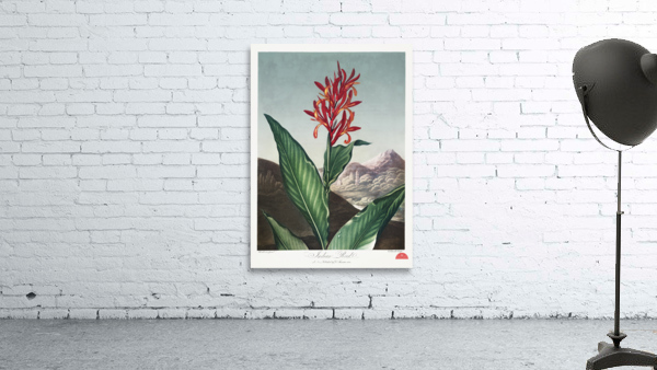 Indian Reed  Wall Preview