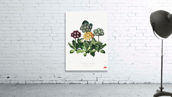 A Group of Auriculas Wall Preview