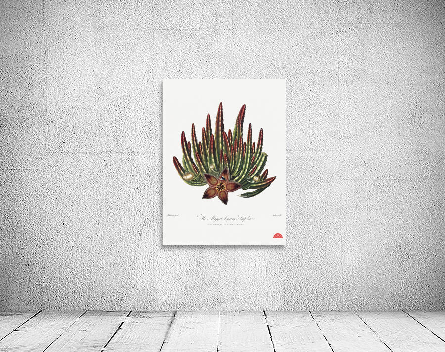 The Maggot–Bearing Stapelia Wall Preview