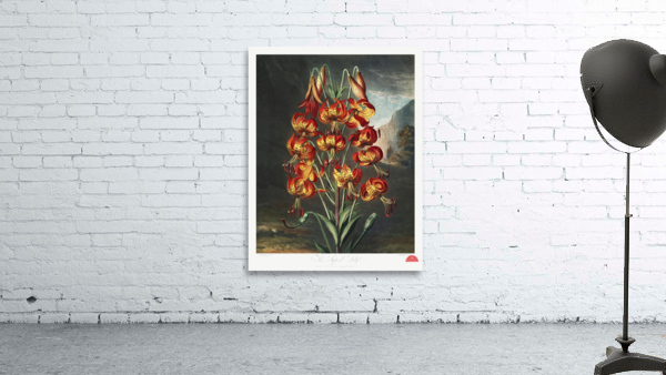 The Superb Lily Wall Preview